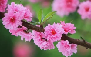 基於五行和十神關係體現桃花旺的八字特徵